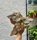 Thumbnail img_01JQ7F1RE4FGMHCFAY35TQ065G