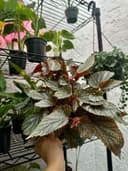 Thumbnail img_01JQ7F1RE45H8K6G5KTMD5CHS4