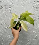 Thumbnail img_01JVGDW5Q20Q9KF62ZWERSRGWF