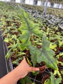 Thumbnail img_01JQ7F5TQMZANG7A0WVJS2RW0Y