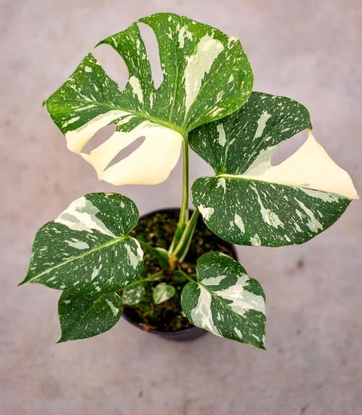 How to Care for Your Monstera Thai Constellation