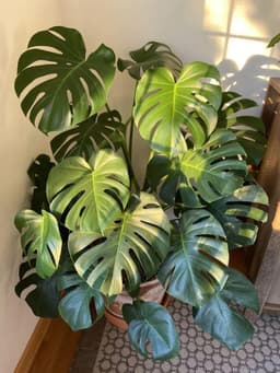 How to Care for Your Monstera Deliciosa