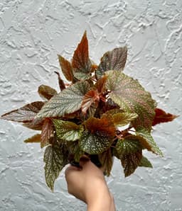 Caring for Your Begonia Maculata: A Comprehensive Guide