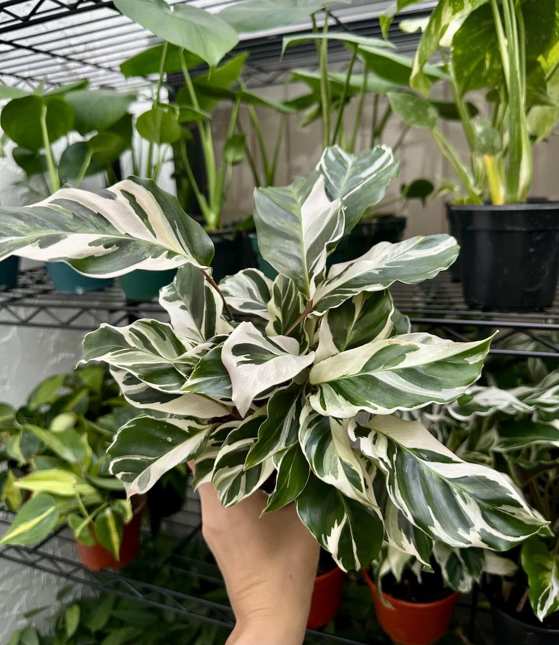 The Ultimate Care Guide for Calathea White Fusion