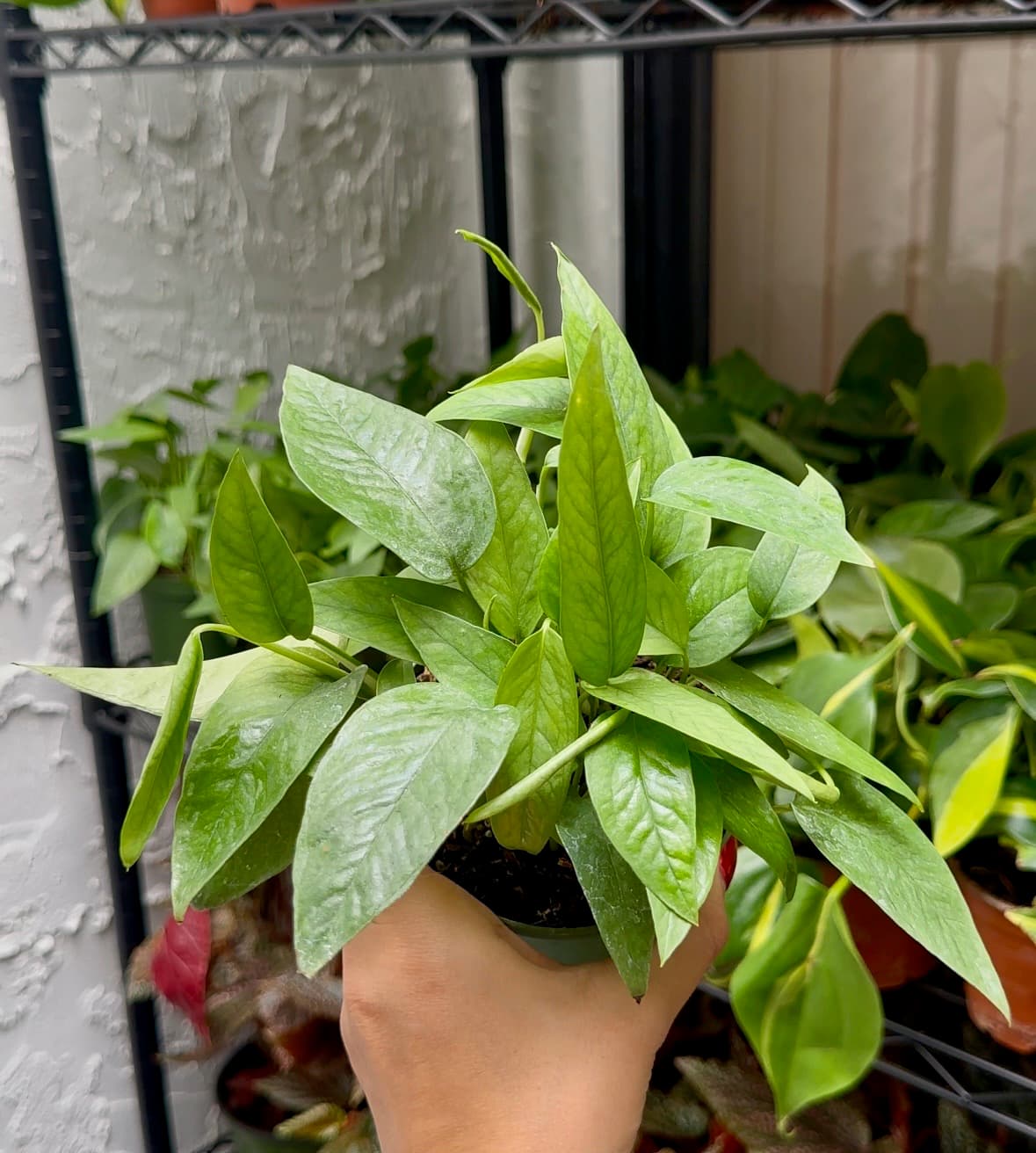 Comprehensive Care Guide for Pothos Cebu Blue