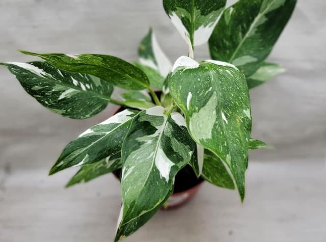 A Complete Guide to Caring for Your Philodendron White Princess