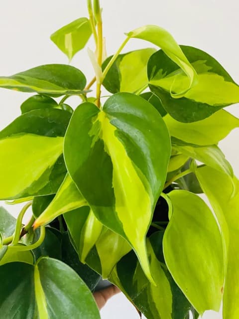  A Complete Guide to Caring for Your Philodendron Brasil