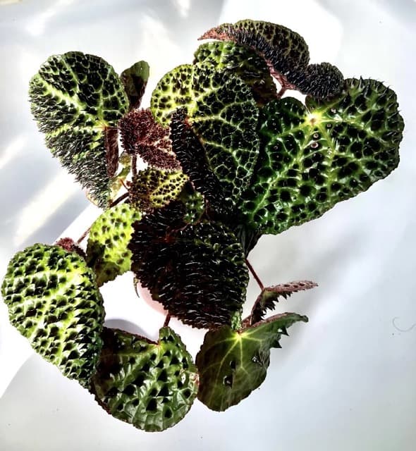 The Ultimate Guide to Caring for Your Begonia Ferox