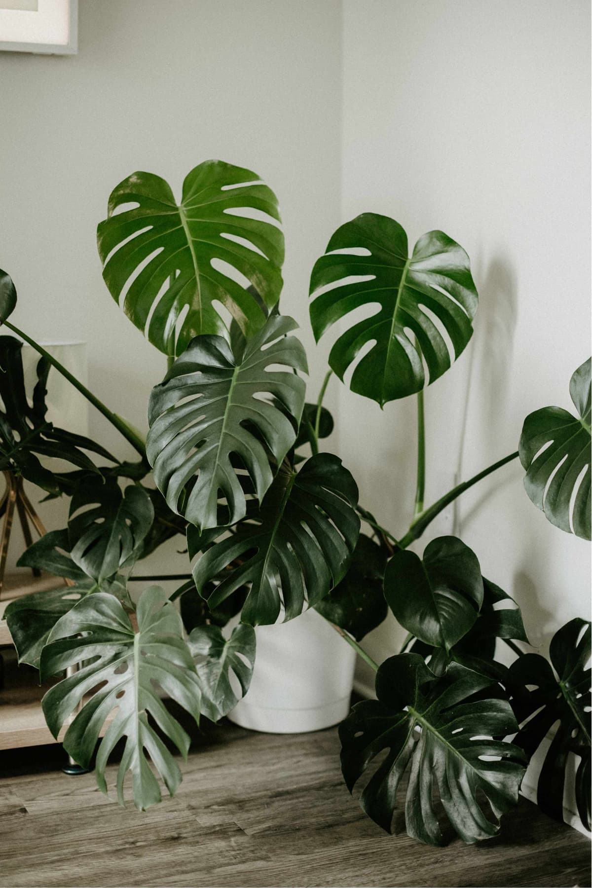 Mastering Monstera Deliciosa Care: Tips and Tricks for Thriving Plants