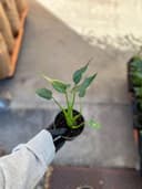 Thumbnail img_01JTBCSFMMDM5J641ST2WS646M