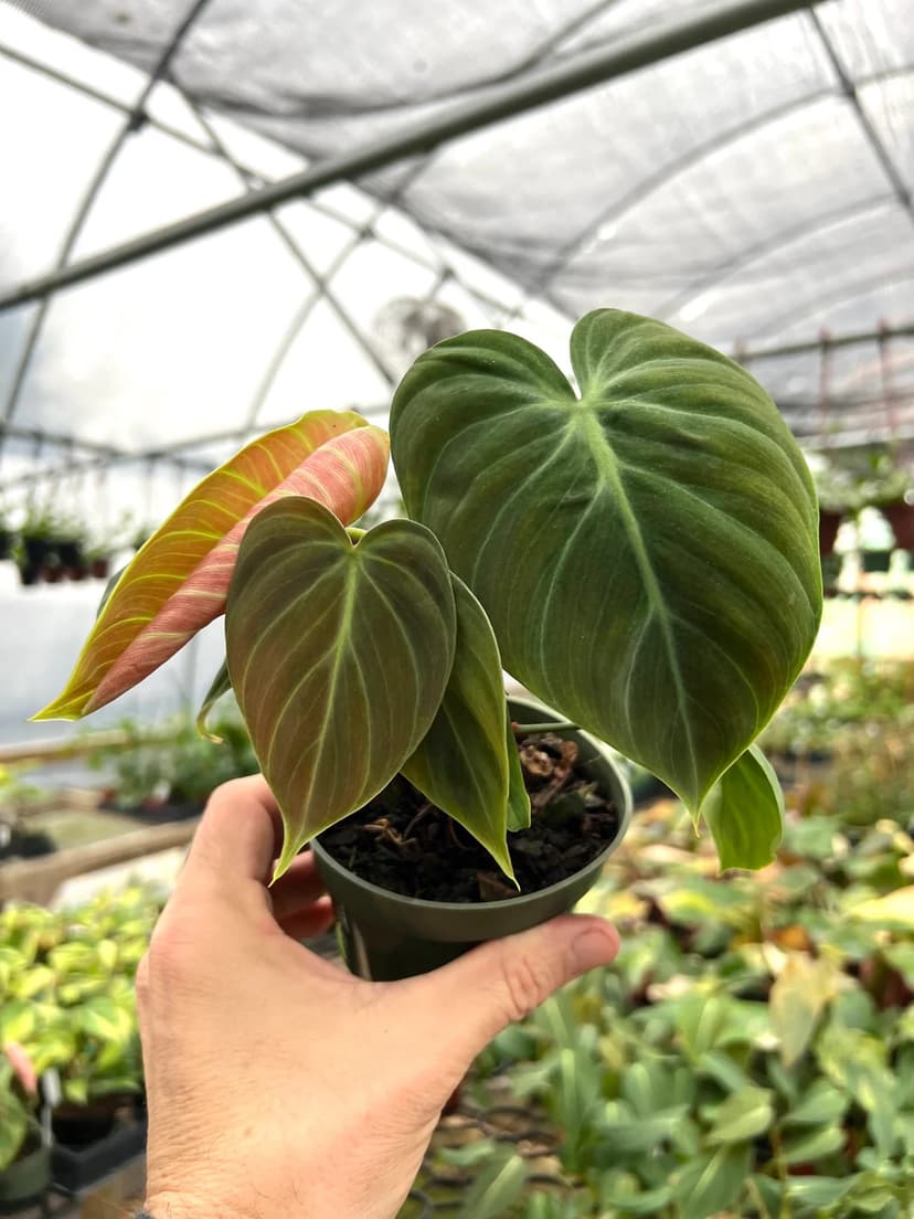 Philodendron Melanochrysum