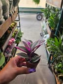 Thumbnail img_01JVGDZP2NJWTMAS54ZQ1687J5