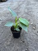 Thumbnail img_01JVFYNJ13MSPZGF9T138XHHH8