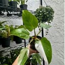 Thumbnail img_01JQ7FCJX6A0W850Z32QDNESG8