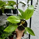 Thumbnail img_01JQ7FCJX6JK2HPS6N9MNB5ZK2