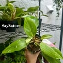 Thumbnail img_01JQ7FCJX60XSNT9AWAVMFS652