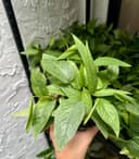 Thumbnail img_01JSSZW6SYTK07QN48PM59AA83