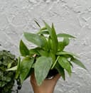 Thumbnail img_01JSSZW6SZ1C5BC646BTGR6VKP