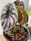 Thumbnail img_01JRK4GV4RXDSRR84X4Z3RXFTT