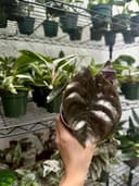 Thumbnail img_01JRK4GV4R30XAK1BH9KTE48P4