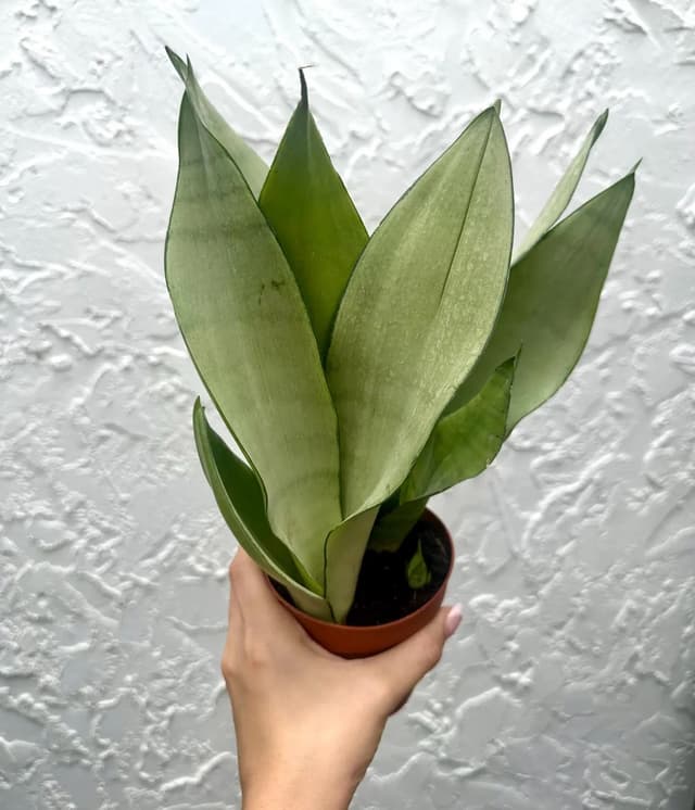 Sansevieria Moonshine