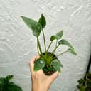 Thumbnail img_01JTBCSFMMT920A7PMWT88QBK7