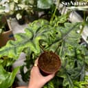 Thumbnail img_01JQ7F5TQM7CT07YXBT0X4ZJPH