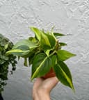 Thumbnail img_01JSSZVVFNJ6PRNBCEBWHN1615