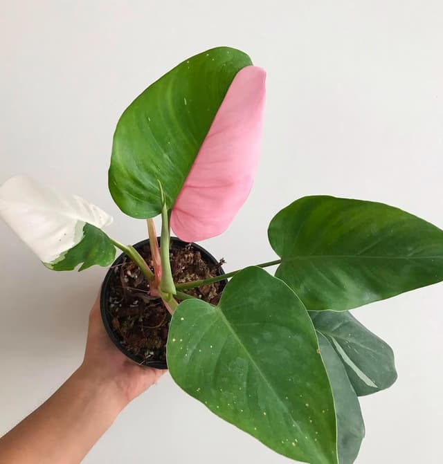 Philodendron White Princess - Philodendron Erubescens