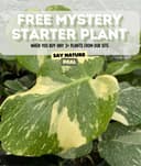 Thumbnail img_01JSSZX8XGFD973DG8WWCVST6Q