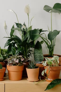 Mastering the Art of Repotting: Tips & Tricks for Healthier Plants