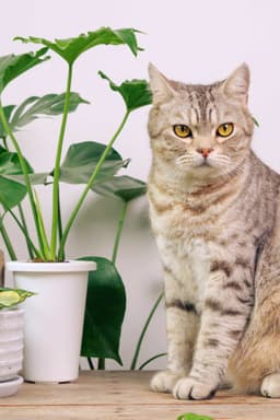 Pet-Safe Plants: Tips & Tricks for a Pet-Friendly Indoor Jungle