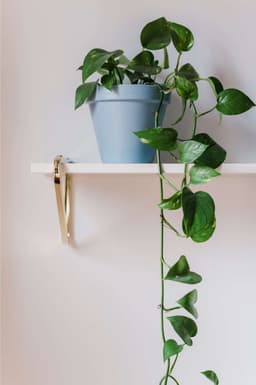 Pothos Plants: The Ultimate Guide to Growing and Caring for This Popular Houseplant