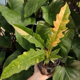 Philodendrons Ultimate Guide: Care, Varieties, and Growing 🌿✨